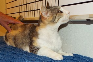 Picture of Sweet Pea