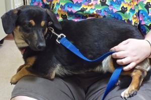 Picture of Sweetie