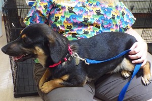 Picture of Sweetie