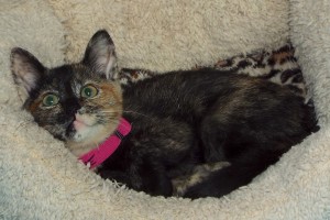 Picture of Tessie