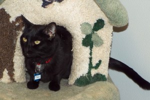 Picture of Tiki