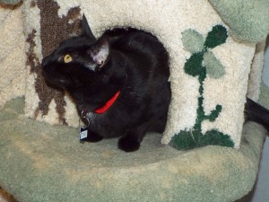 Picture of Tiki