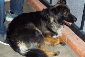 Picture of Tinsley