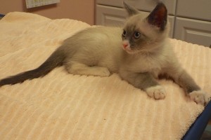 Picture of Titanium