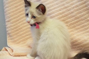 Picture of Willow