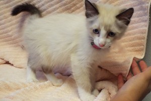 Picture of Willow