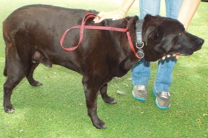 Picture of Boots