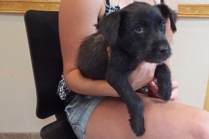 Picture of Colt