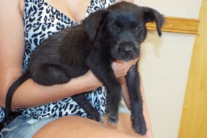 Picture of Colt