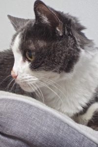 Picture of Dotty (R.B.)