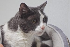 Picture of Dotty (R.B.)