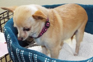 Picture of Ginger
