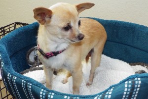 Picture of Ginger