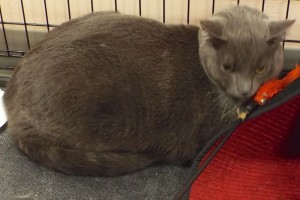Picture of Grey