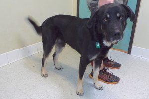 Picture of Bear