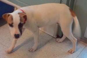 Picture of Holly