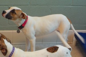 Picture of Holly