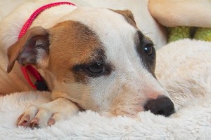 Picture of Holly