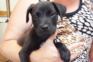 Picture of Hunter