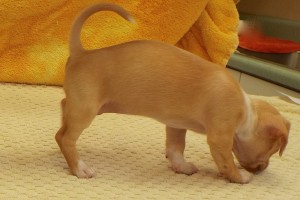 Picture of Krissy