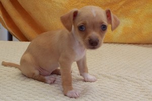 Picture of Krissy
