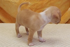 Picture of Krissy
