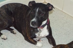 Picture of Lola