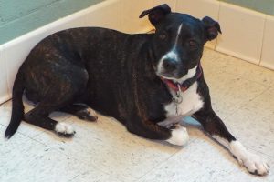 Picture of Lola