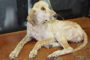 Picture of Missy