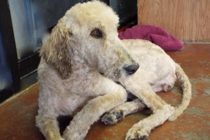 Picture of Missy