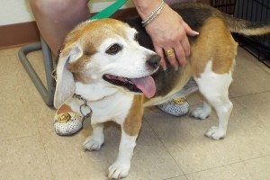 Picture of Molly