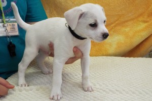 Picture of Mulberry