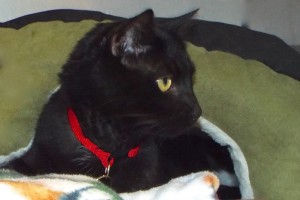 Picture of Nipsy