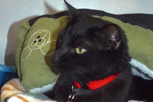 Picture of Nipsy