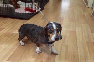 Picture of Ottis
