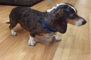 Picture of Ottis