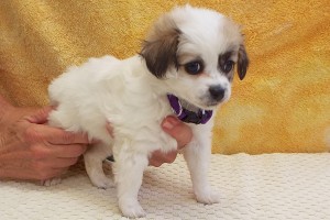 Picture of Raspberry