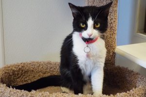 Picture of Shelby