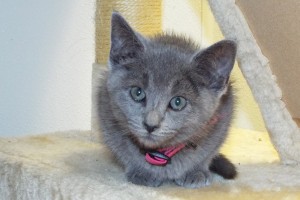 Picture of Tuppence