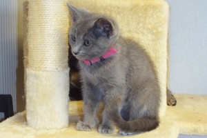 Picture of Tuppence