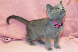 Picture of Tuppence