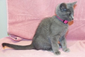 Picture of Tuppence