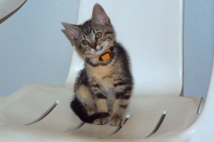 Picture of Yen