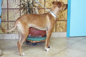 Picture of Caramel