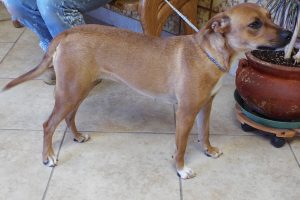 Picture of Caramel