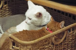Picture of Casper
