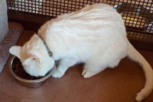 Picture of Casper