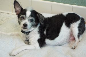 Picture of Charlie Boy