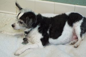 Picture of Charlie Boy