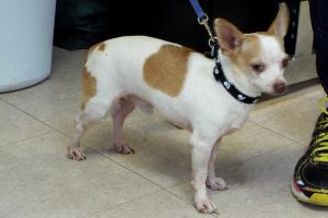 Picture of Chico